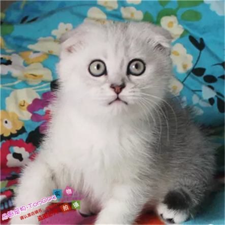 英短银渐层折耳猫活体幼猫家养宠物猫绿眼英国短毛猫纯种猫咪e