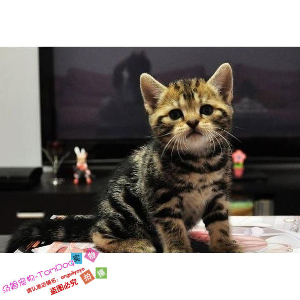 纯种猫活体猫宠物猫幼猫金渐层银渐层宠物猫英国短毛猫活体幼猫g,宠物/宠物食品及用品,猫咪,淘宝优惠券,粉丝福利购,淘宝优惠卷