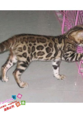 出售活体纯种幼崽孟加拉豹猫