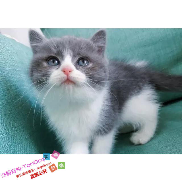 赛级出售英国短毛猫蓝白立耳猫英短蓝白八字脸可视频可上门淘宝g