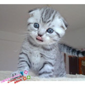 折耳猫宠物纯种活体美短美国短毛猫银虎斑折耳猫咪幼猫宠物猫g