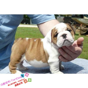 家养赛级英国斗牛犬幼犬活体宠物狗狗英斗纯种斗牛犬g