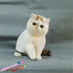 猫咪活体加菲猫活体猫咪纯种宠物猫异国短毛猫家养加菲猫幼猫g