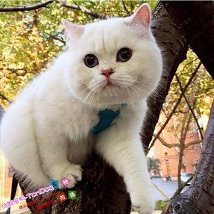 银点渐层云系银渐层蓝眼银点色立耳幼猫英短宠物猫小猫g