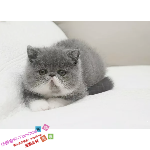 纯种灰色活体异国短毛猫