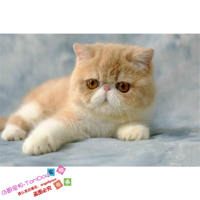 猫咪活体加菲猫纯种宠物猫异国短毛猫家养赛级血统加菲猫幼猫o