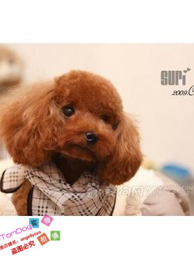 赛级红泰迪幼犬茶杯纯种活体泰迪狗玩具型迷你赛级灰色贵宾51g