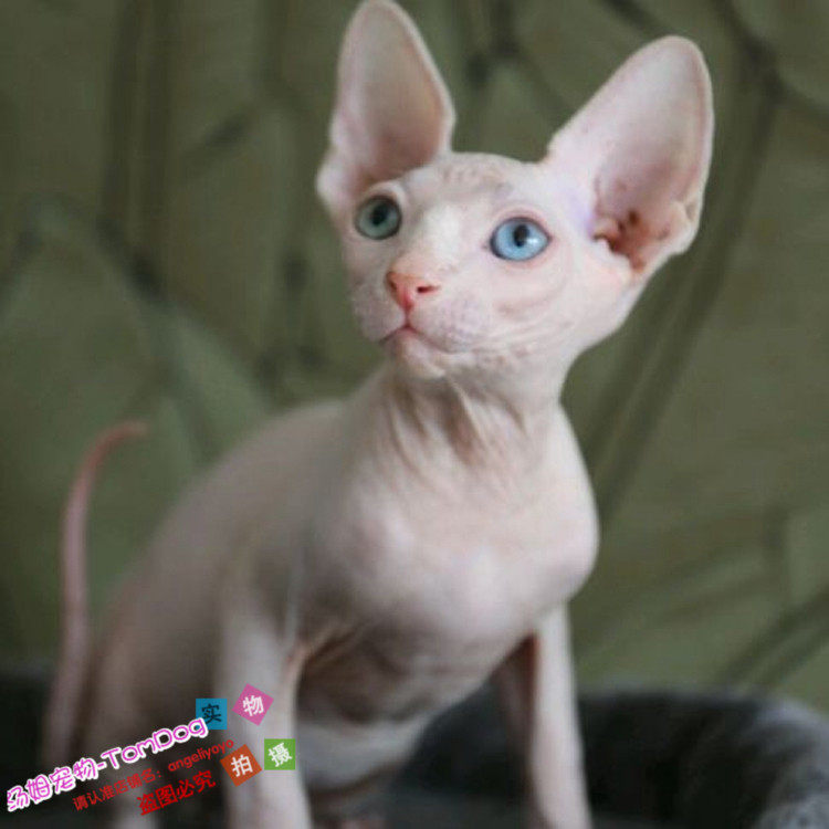 美国cfa证书纯种斯芬克斯白皮加拿大无毛猫鸳鸯眼宠物猫咪活体g