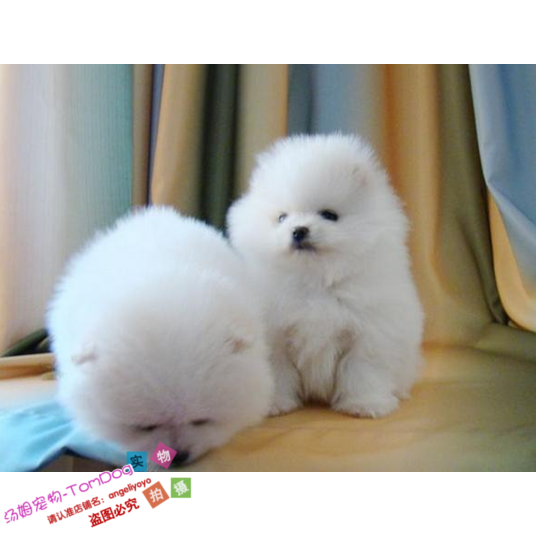 赛级家养纯种博美幼犬长不大袖珍犬迷你狐狸宠物狗可上门挑ee