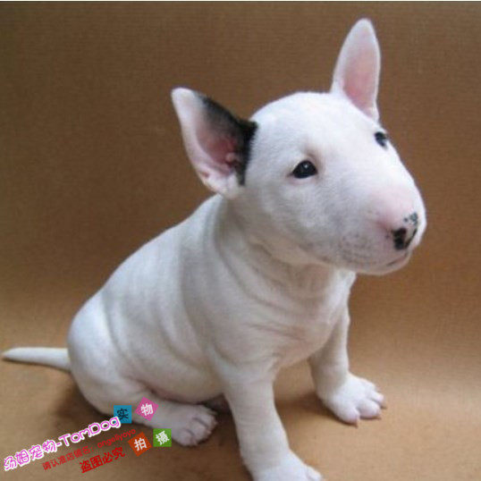 家养纯种牛头梗幼犬海盗眼鹅蛋脸迷你型牛头梗幼犬活体宠物狗g,宠物/宠物食品及用品,狗狗,淘宝优惠券,粉丝福利购,淘宝优惠卷