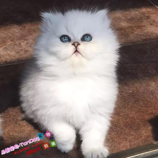 纯种家养金吉拉活出售宠物猫咪幼猫活体金吉拉长毛猫包健康g