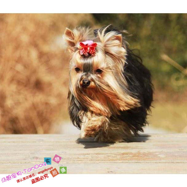 出售纯种约克夏梗金头钢背长毛闪光家养宠物狗狗约克夏幼犬活体g