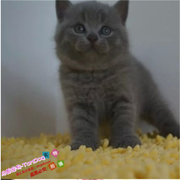 蓝猫宠物猫英国短毛猫英短蓝猫活体立耳幼猫纯种蓝猫活体家养g,宠物/宠物食品及用品,猫咪,淘宝优惠券,粉丝福利购,淘宝优惠卷