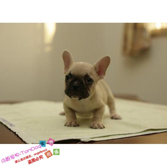 纯种活体法国斗牛犬幼犬法斗狗狗法牛宠物犬红牛棕色红色活体e