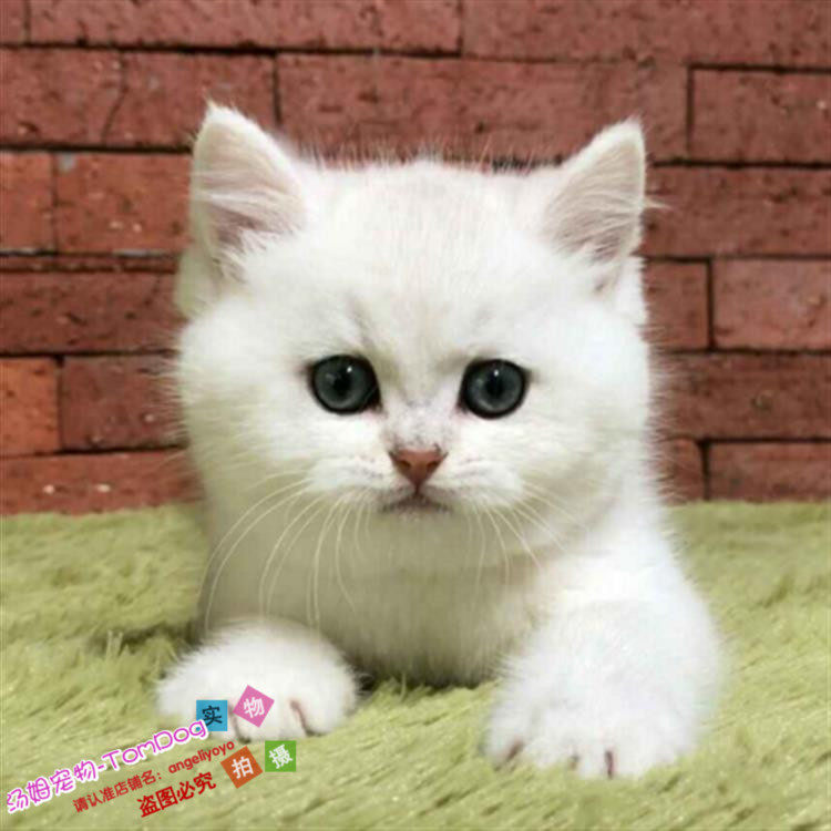 出售英短银渐层幼猫纯种英短渐层宠物猫活体折耳立耳渐层宠物猫g,宠物/宠物食品及用品,猫咪,淘宝优惠券,粉丝福利购,淘宝优惠卷