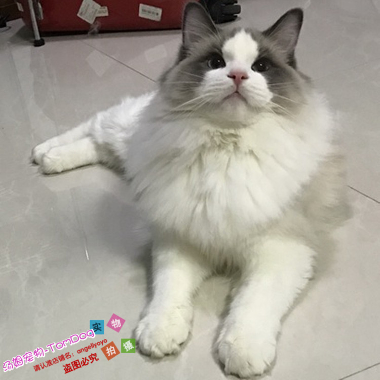 纯种蓝双色出售活体幼崽布偶猫