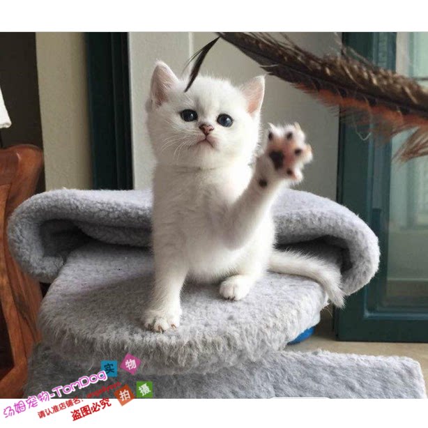 英国短毛猫银色渐层英短银渐层银渐层猫渐层活体宠物猫幼猫幼崽g