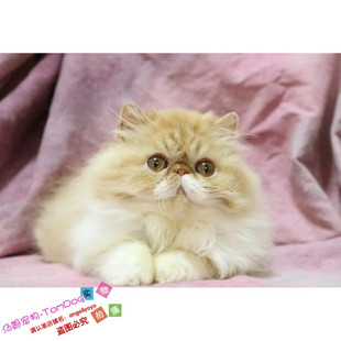 宠物猫咪活体幼猫异国长毛猫纯种家养波斯猫加菲猫活体g