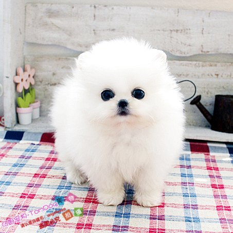 出售活体狗狗纯种茶杯袖珍体博美犬俊介犬幼犬迷你球体b6g