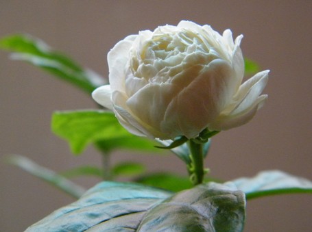 笔尖重瓣双色茉莉花盆栽