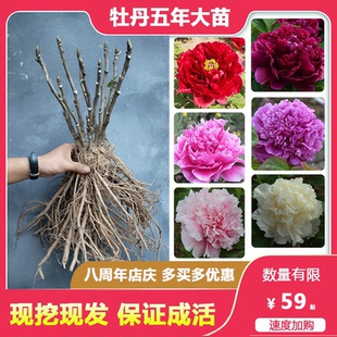 正宗牡丹花苗重瓣大花可做盆景草本植物盆栽庭院种植易活网红爆款