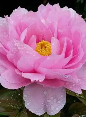 粉牡丹（玉芙蓉）正宗牡丹花苗重瓣大花盆栽5分枝以上草本植物盆