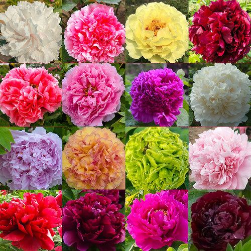 【精品牡丹-一物一拍】牡丹花苗正宗重瓣大花多层菏泽发货