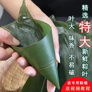 野生粽子叶新鲜粽叶大号干棕叶子端午节包粽子专用棕叶箬竹叶免邮
