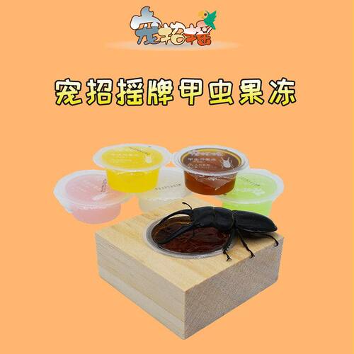 甲虫果冻独角仙果冻昆虫食物天牛兜虫蛋白幼成虫大扁蚂蚁锹甲果冻
