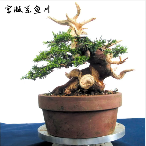 系鱼川真柏宫版盆景老桩盆景
