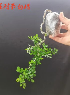 白蜡精品送朋友礼品办公室盆景