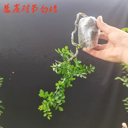对节白蜡造型小盆景黄杨老桩柏树真柏鱼送礼品精品盆景阳台办公室