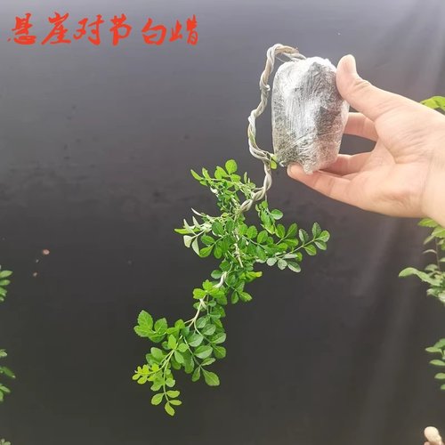 白蜡精品送朋友礼品办公室盆景