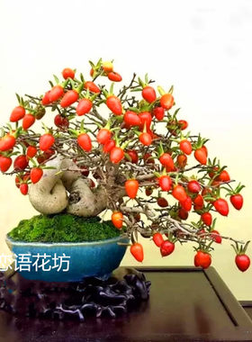 绿植树苗观果庭院桌面金弹子盆景