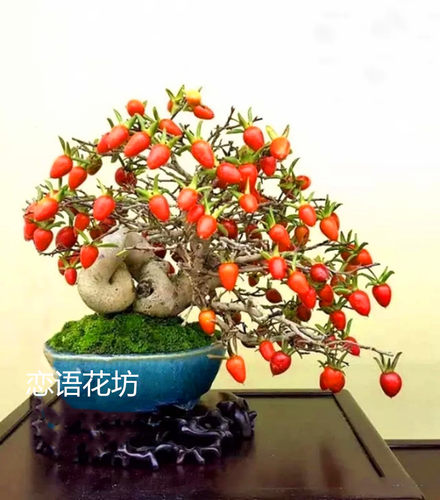 绿植树苗观果庭院桌面金弹子盆景
