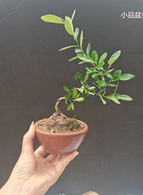 小品盆景金豆子微型室内桌面