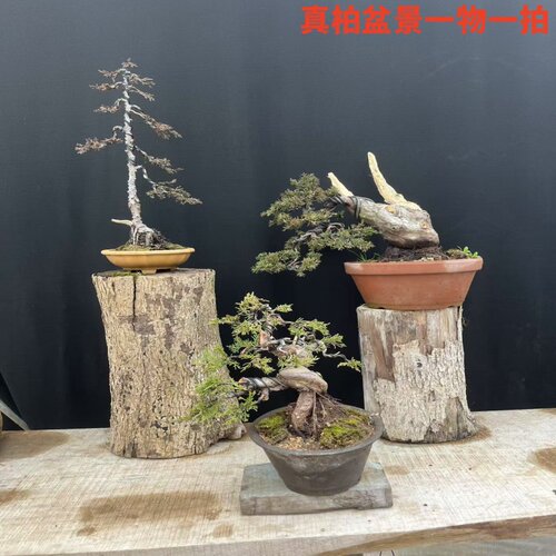 真柏老桩室盆景室内盆栽