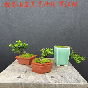 微型小盆景黑珍珠罗汉松米叶雀舌罗汉黄杨真柏小品盆栽花卉办公桌