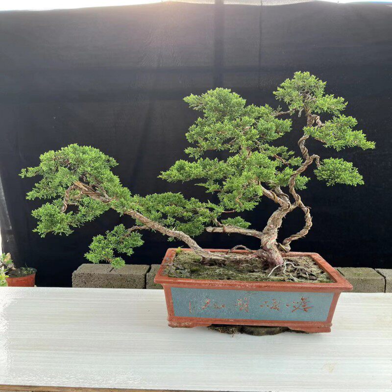 特价济州针柏盆景 原生日本纪州真柏盆栽 罗汉松造型微型树桩包邮
