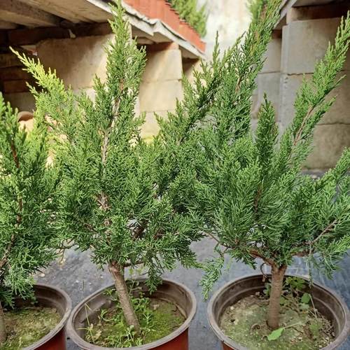 恋语花坊系鱼川真柏美观