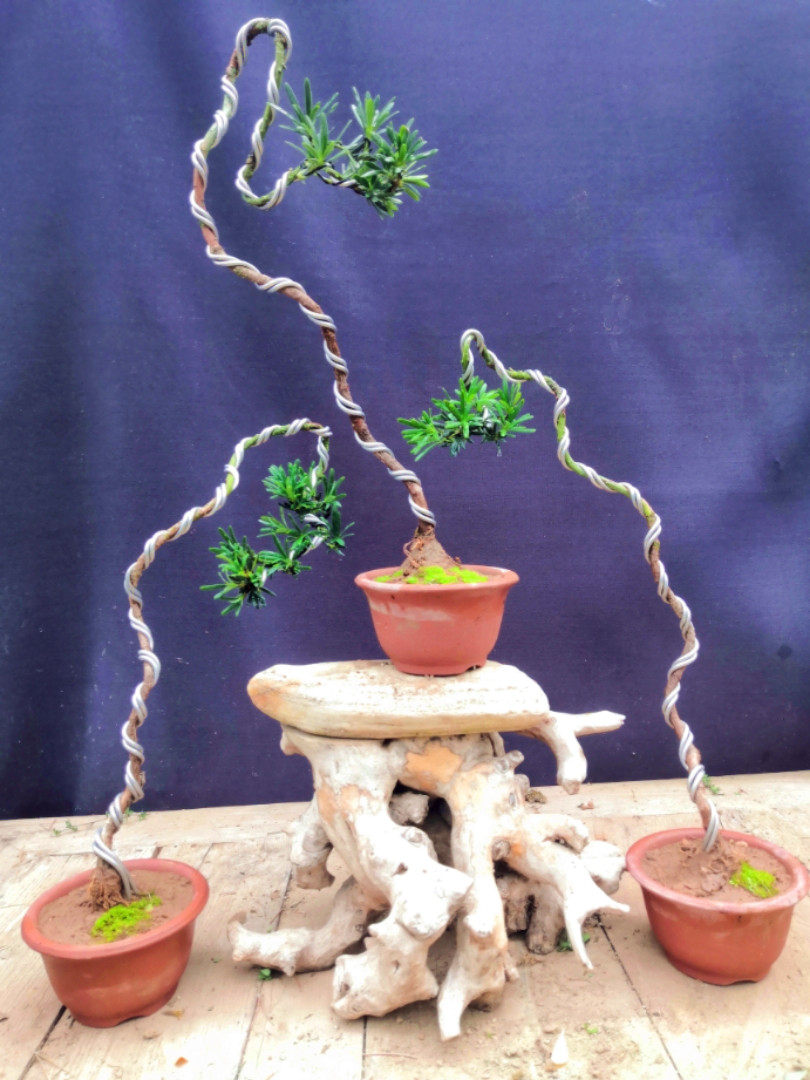 室内办公桌盆景小叶罗汉松造型盆景盆栽植物文人雀舌罗汉松