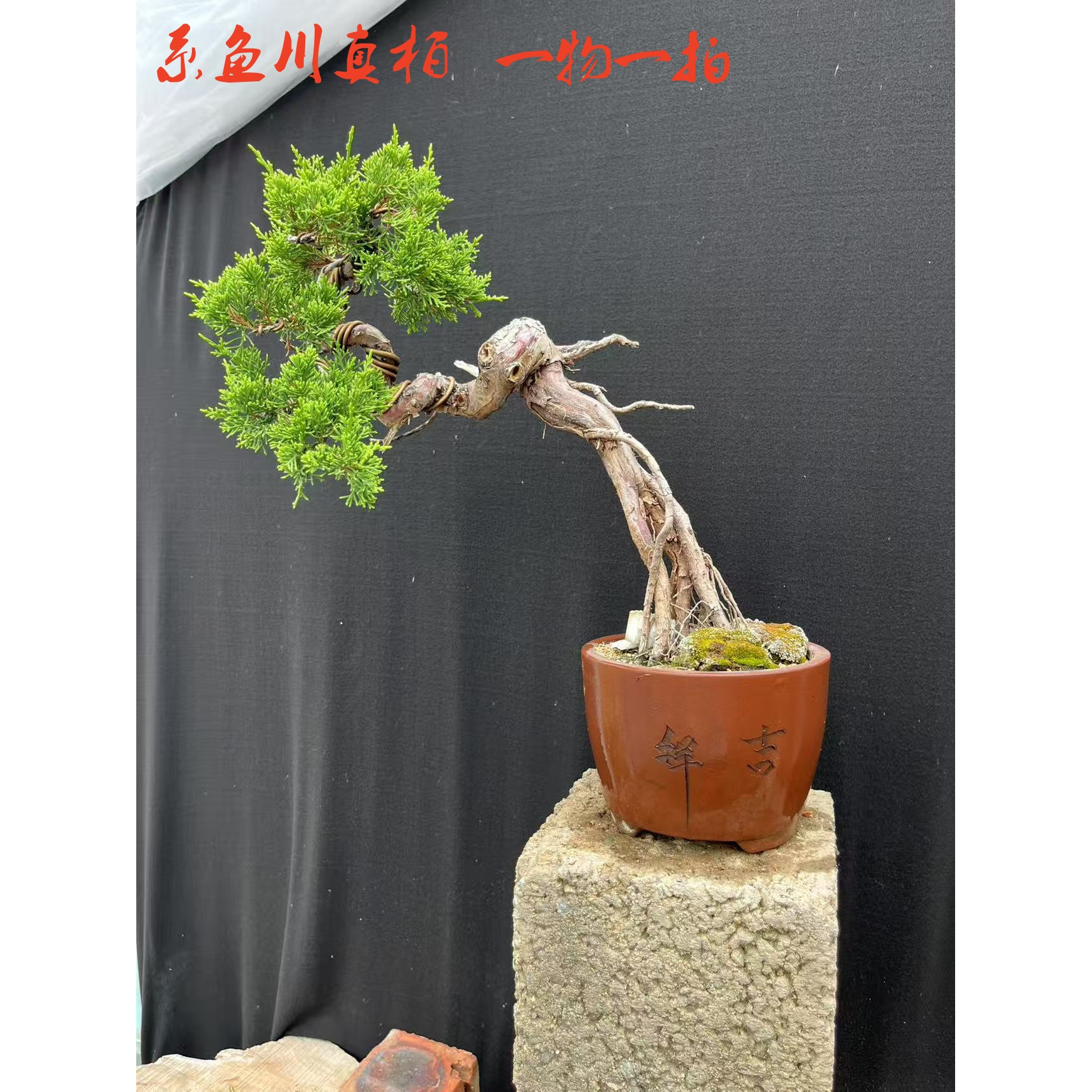 系鱼川真柏盆景盆栽花卉