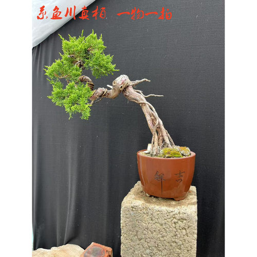 系鱼川真柏盆景盆栽花卉