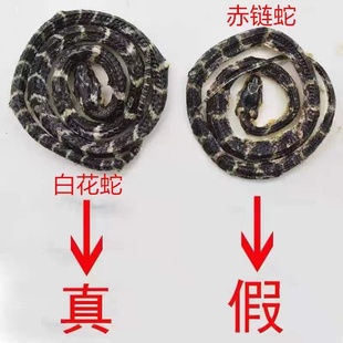 正宗白花蛇金钱白花蛇中药材整条小白花蛇金钱白花蛇