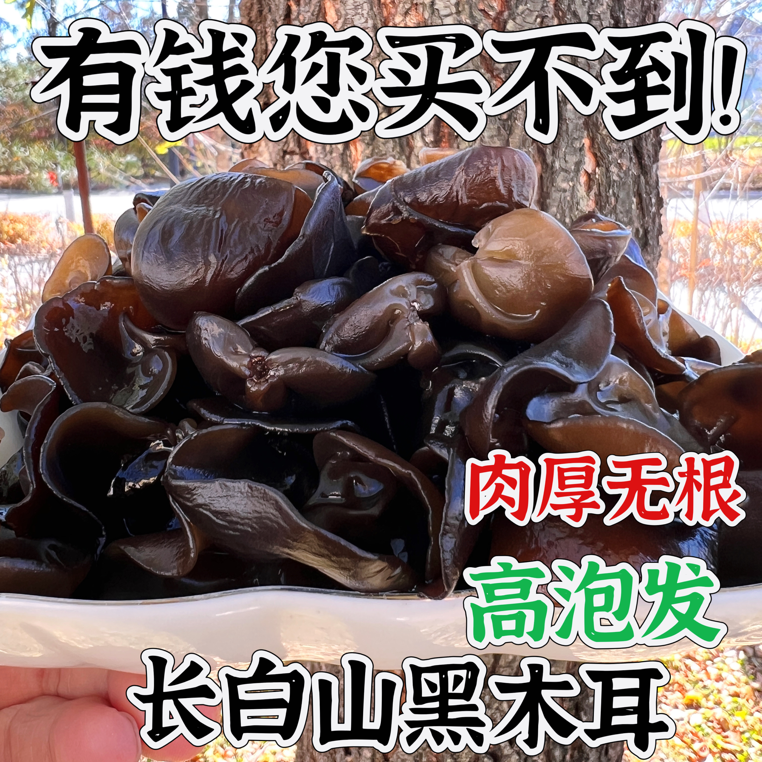 热卖长白山特产无根黑木耳