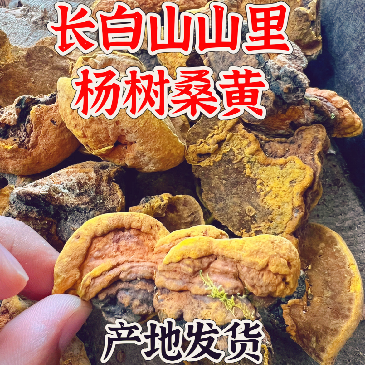 长白山金边杨树新货特产东北桑黄