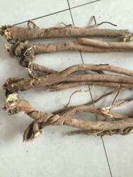 东北长白山野生黄芪整根北芪250g黄芪片药食同源食品中药材店铺