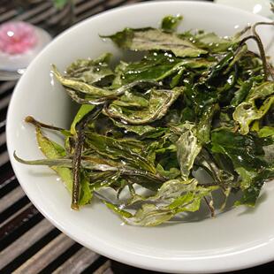 2024年头春班盆古树白茶猛烈生津 回甘持久 茶气强烈兰花野韵