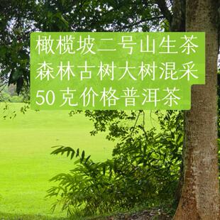2024年 普洱茶生茶散茶 春 50克价格 橄榄坡二号古树大树混采集合
