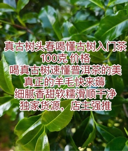 羊毛利好广大茶客 2023年真古树版 本茶料头春100克价格汤稠真正